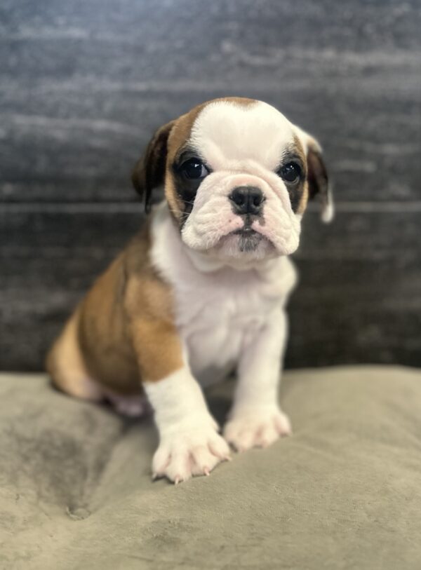 [#N11297]  - Red and White F Victorian Bulldog Puppies for Sale