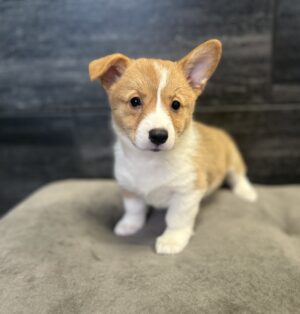 Petland Murfreesboro, Tennessee Pembroke Welsh Corgi puppy available