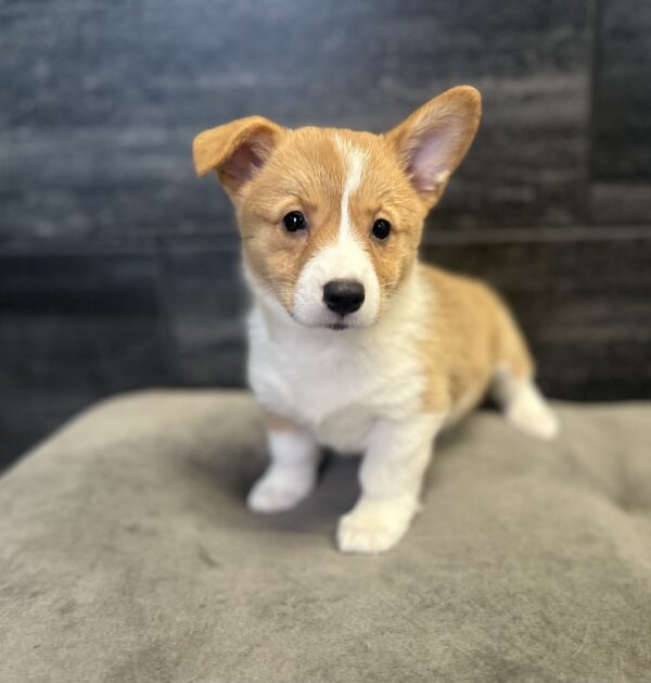 [#262270-05] Gracie - Red F Pembroke Welsh Corgi Puppies for Sale