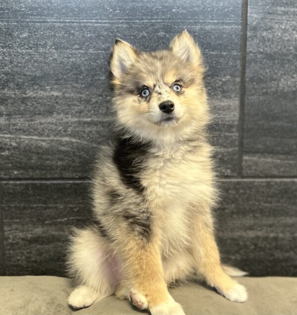 [#262018-05] Nola - Blue Merle F Pomsky 2nd Gen Puppies for Sale
