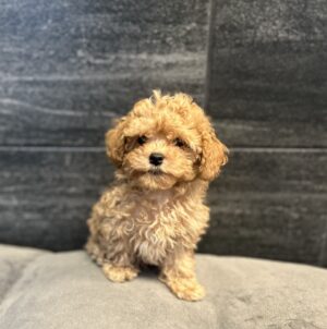 Petland Murfreesboro, Tennessee Cavapoo puppy available