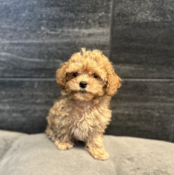 [#2649-04]  - Apricot M Poodle Mini/Cavapoo Puppies for Sale