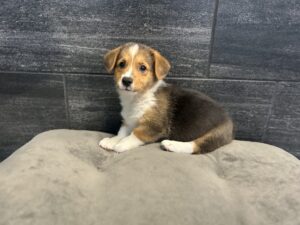 Petland Murfreesboro, Tennessee Pembroke Welsh Corgi puppy available