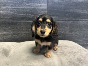 Dachshund – 4548
