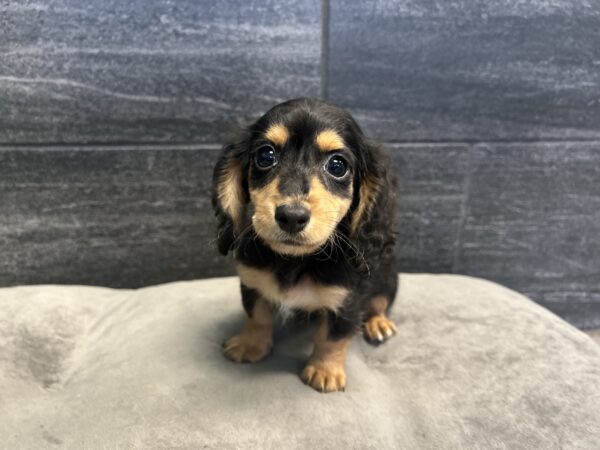 [#26535-02]  - Black / Tan F Dachshund Puppies for Sale