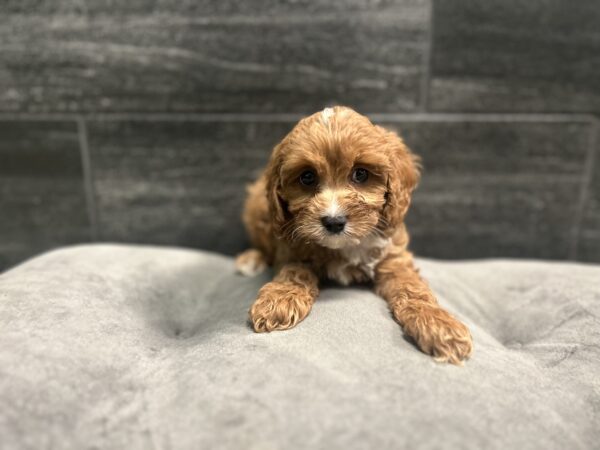 [#262185-06] Shiloh - Red F Cavapoo Puppies for Sale