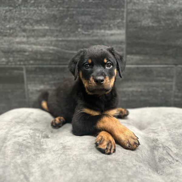 [#262225-03] Woody - Black & Tan M Rottweiler Puppies for Sale