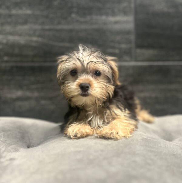 [#261948-04] Buffy - Black Tan & White F Yorkshire Terrier Puppies for Sale