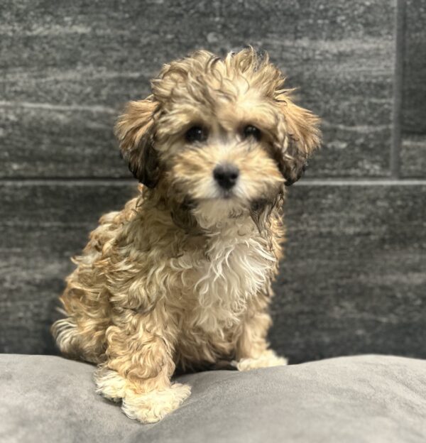 [#262156-04] Snickers - Brown & White F Havapoo Puppies for Sale