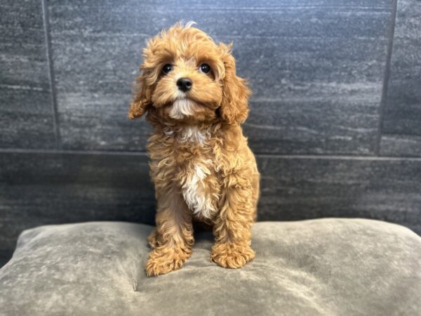 [#262024-03] Oreo - Red M Cavapoo Puppies for Sale