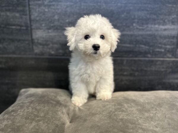 [#262046-02] Tripp - White M Bichon Frise Puppies for Sale