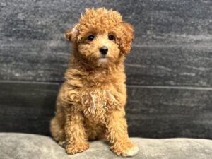 Poodle – 4541