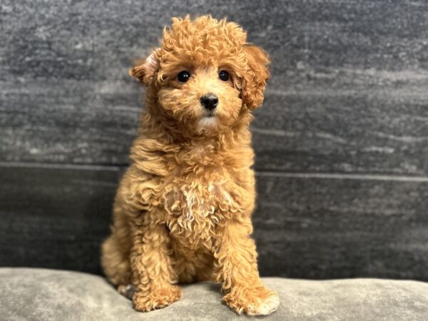 [#262023-04] Minnie - Red F Poodle Puppies for Sale