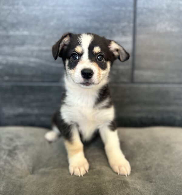 [#N08336]  - Black Tan and White M Auggie Puppies for Sale