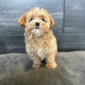 Petland Murfreesboro, Tennessee Morkie puppy available