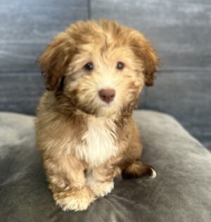 Petland Murfreesboro, Tennessee Havanese puppy available