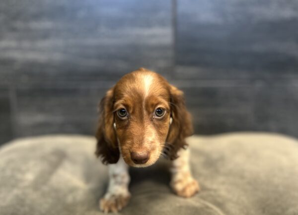 [#26521-01]  - Chocolate Sable F Dachshund Puppies for Sale
