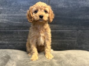 Petland Murfreesboro, Tennessee Mini Goldenpoo puppy available