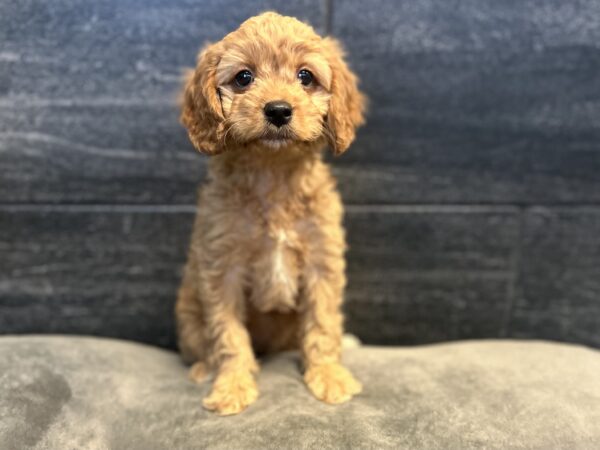 [#26542-08]  - Red F Hybrid Puppies for Sale