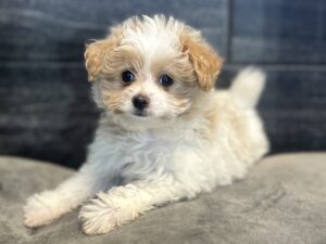 Petland Murfreesboro, Tennessee Pomapoo puppy available