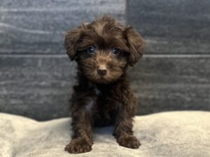 Petland Murfreesboro, Tennessee Schnoodle puppy available
