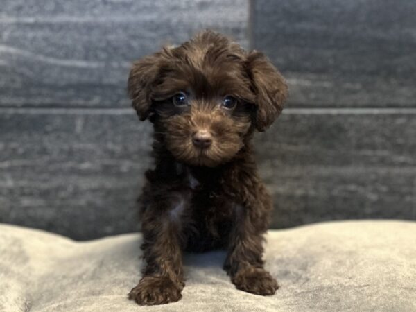 [#261803-05]  - Chocolate F Schnoodle Puppies for Sale