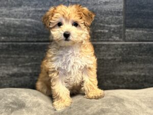Petland Murfreesboro, Tennessee Morkie puppy available
