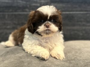 Petland Murfreesboro, Tennessee Shih Tzu puppy available