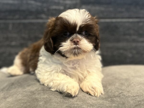 [#262303-03] Luke - Brown & White M Shih Tzu Puppies for Sale