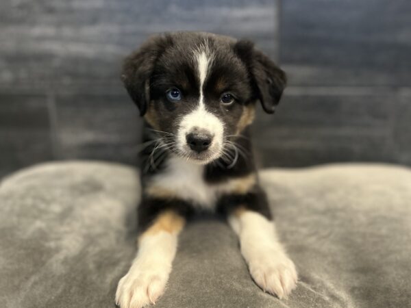 [#262297-06] Chance - Black Tricolor F Mini American Shepherd Puppies for Sale