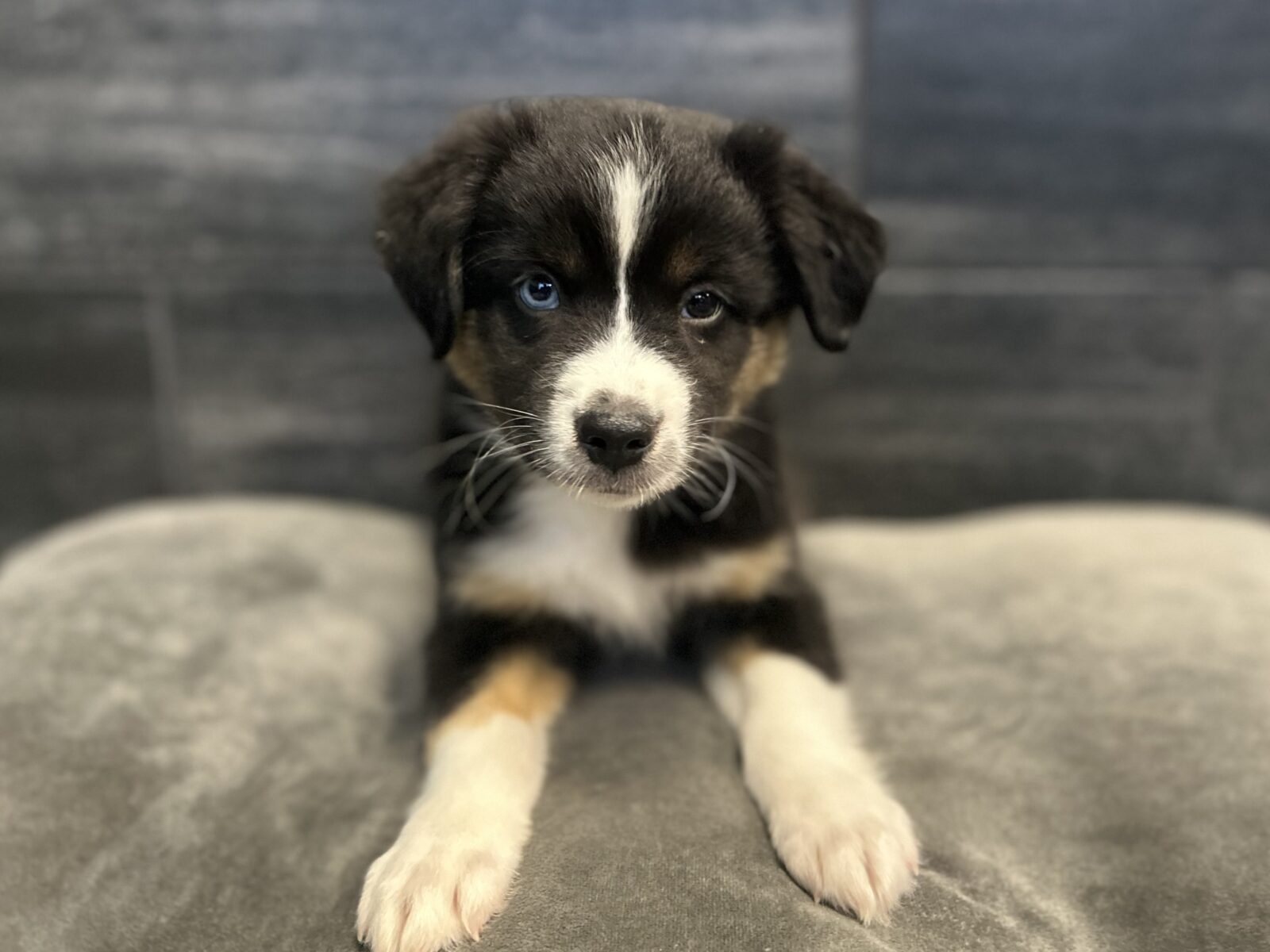 Mini American Shepherd- 4584