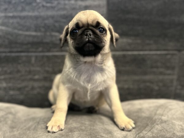 [#262217-05] Hazel - Brindle F Pug Puppies for Sale