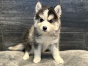 Petland Murfreesboro, Tennessee Pomsky puppy available