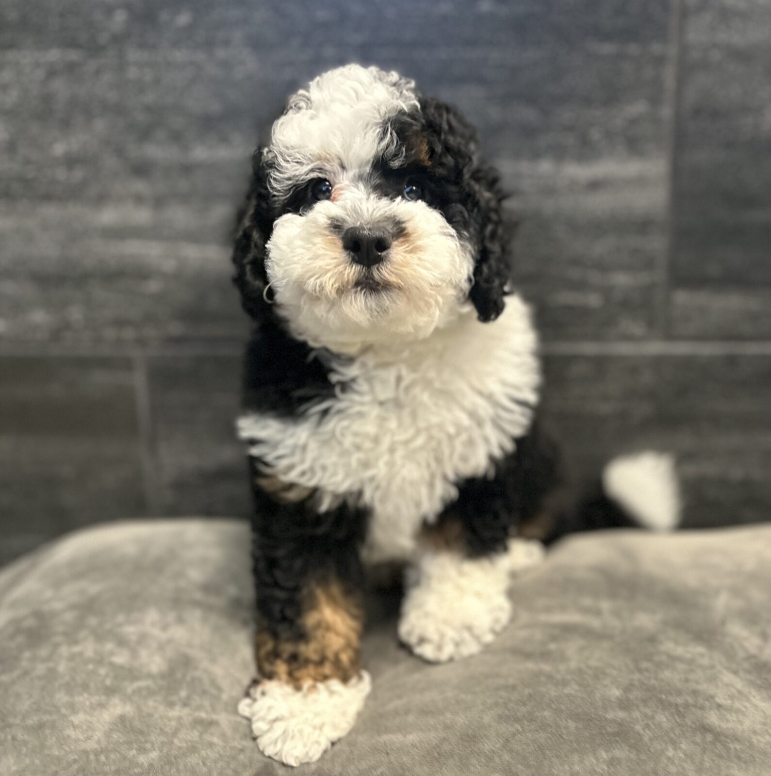 Mini Bernedoodle- 4581