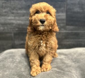 Petland Murfreesboro, Tennessee Cockapoo puppy available