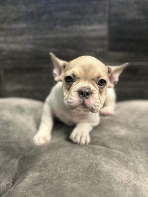 Petland Murfreesboro, Tennessee French Bulldog puppy available