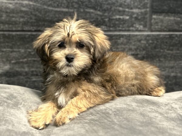 [#262168-05] Maya - F Shorkie Puppies for Sale