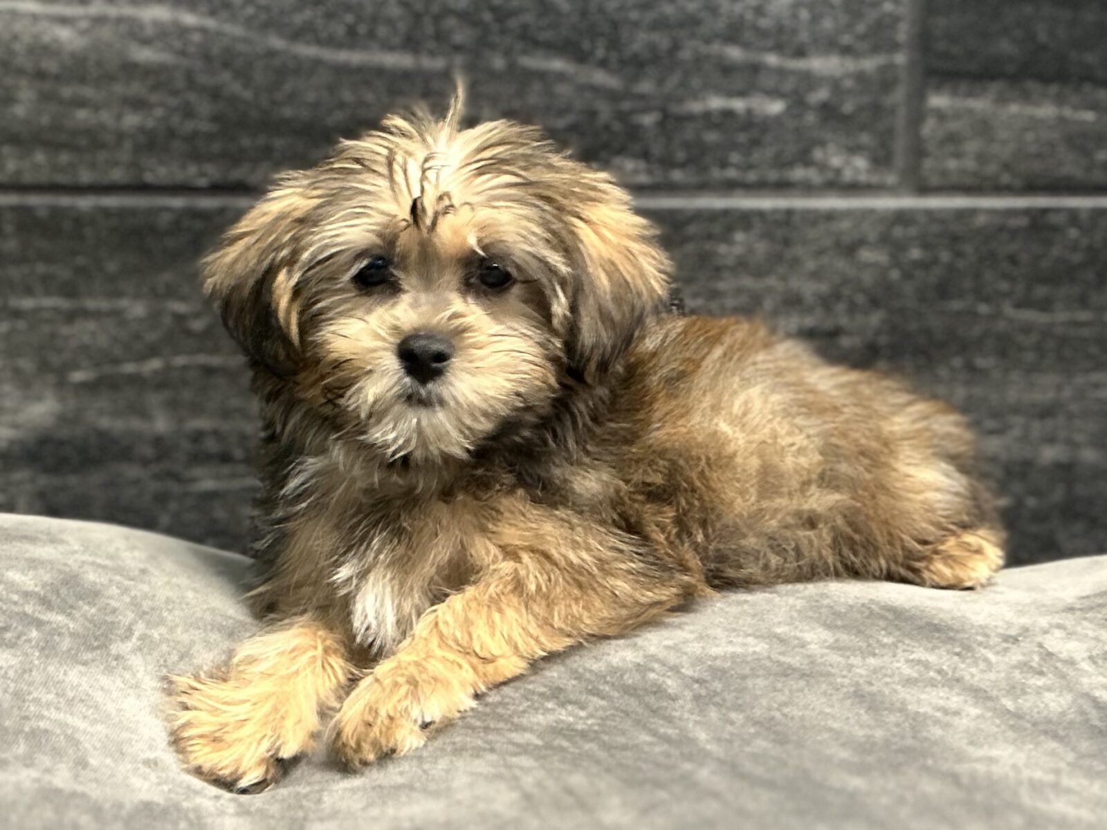 Shorkie- 4578