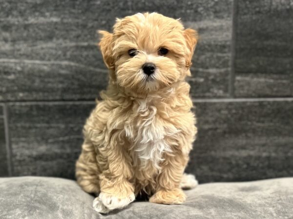 [#262490-01] Oliver - Tan M Maltipoo Puppies for Sale