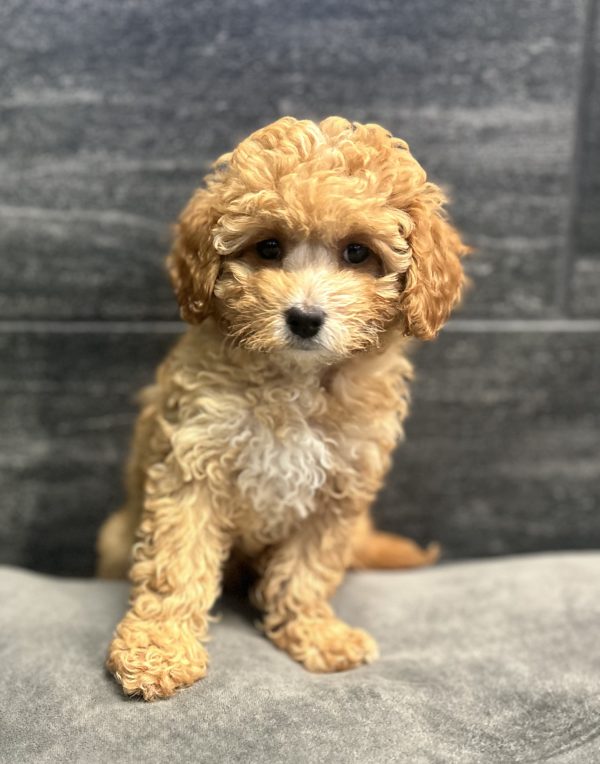 [#262273-03] Moxie - Brown F Cavapoo F1B Puppies for Sale