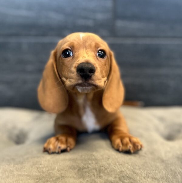 [#26153-03]  - Red M Dachshund Puppies for Sale