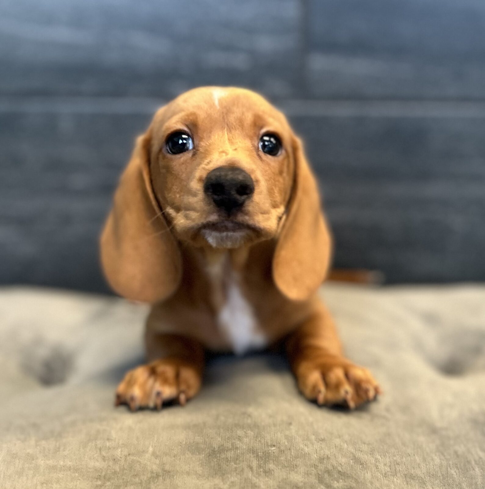 Dachshund in Tullahoma, TN