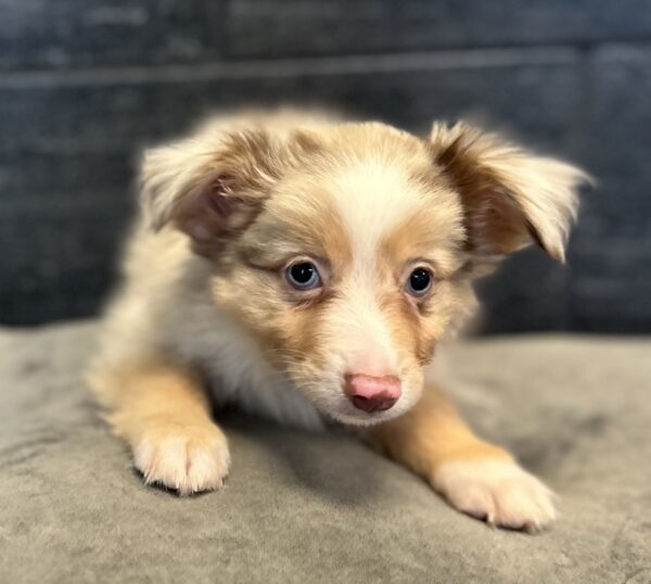 [#26484-05]  - Red Merle M Miniature Australian Shepherd Puppies for Sale