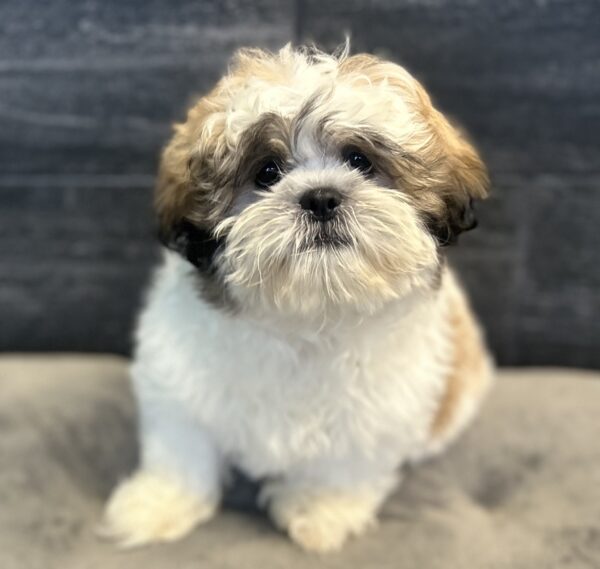 [#261959-01] Moose - Sable & White M Shih Tzu Puppies for Sale