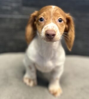 Petland Murfreesboro, Tennessee Dachshund puppy available
