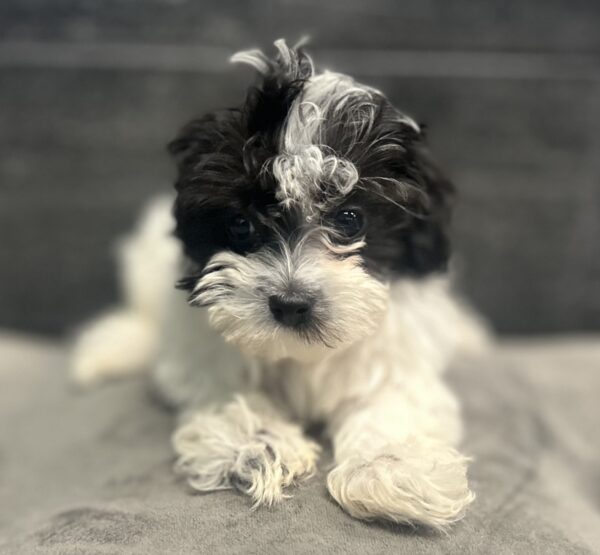 [#26364-02]  - Black / White F Havamalt Puppies for Sale