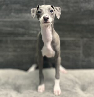 Petland Murfreesboro, Tennessee Italian Greyhound puppy available