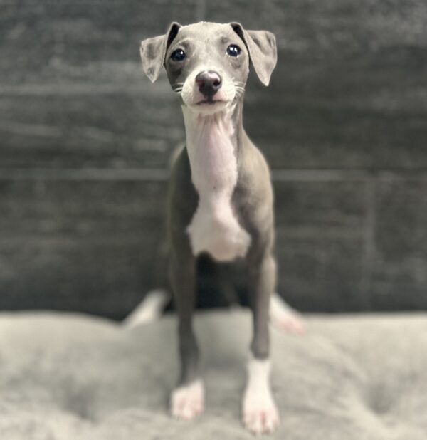 [#262390-08] Nikki - Blue & White F Italian Greyhound Puppies for Sale