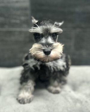 Petland Murfreesboro, Tennessee Miniature Schnauzer puppy available