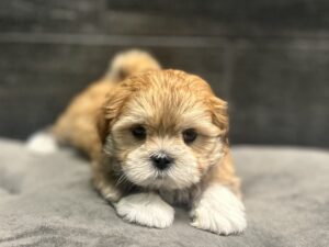 Petland Murfreesboro, Tennessee Lhasa Apso puppy available